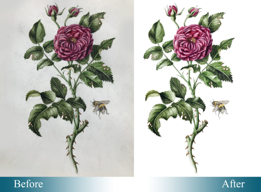 clipping path service provider